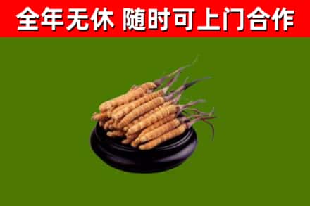 调兵山回收冬虫夏草
