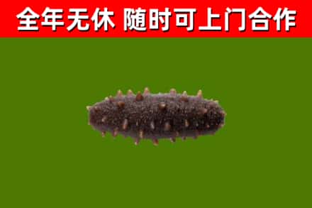 调兵山回收海参干